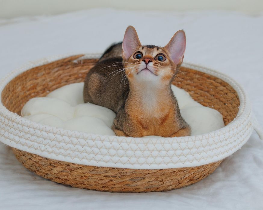 Абиссинский котенок