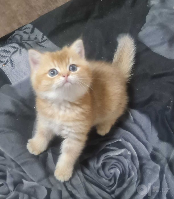 Британский короткошерстный  кот