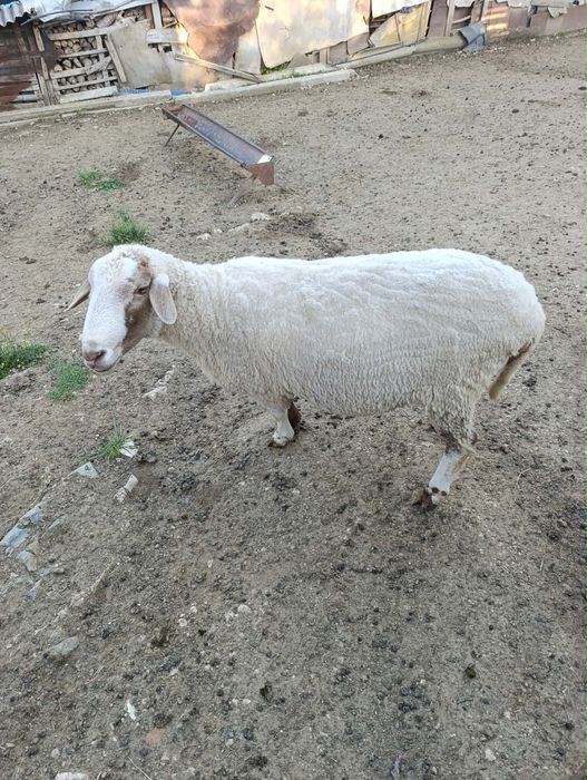 Продавам 3 овце и 2 големи ягнета и един коч 0876711445