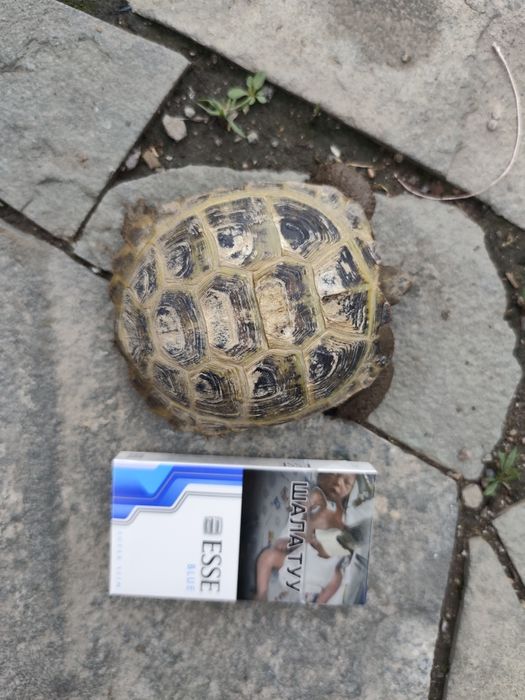 Сухопутная черепашка