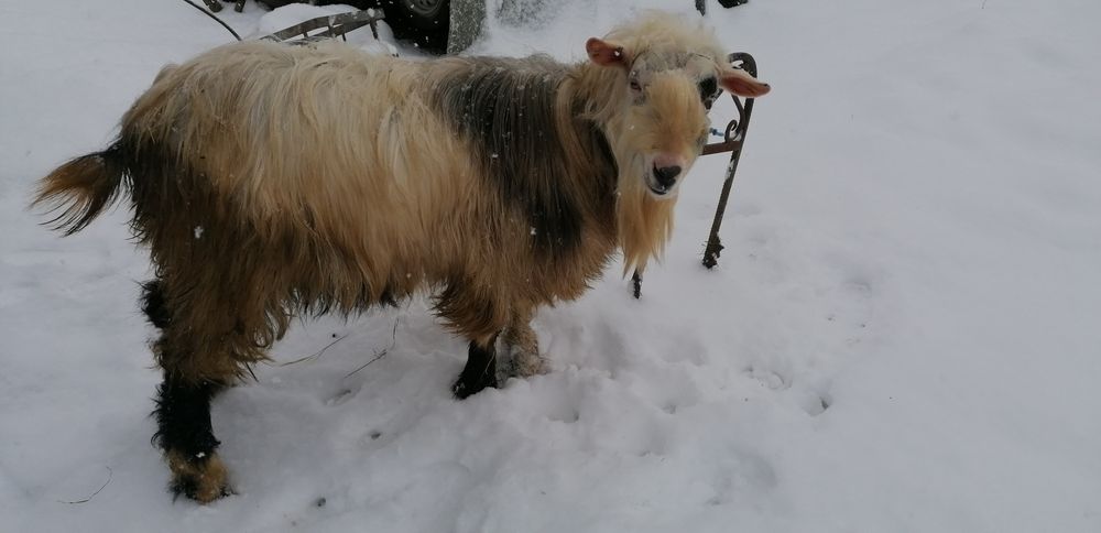 Vind țap de prasila