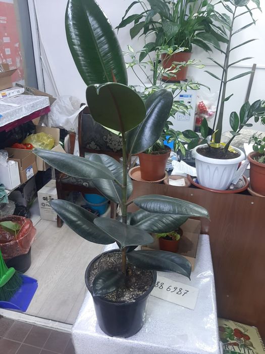 Цветы комнатные и оранжерейные.