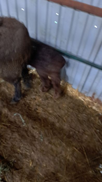 Бараны кой сатылады