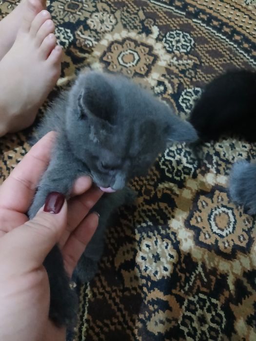 Котята серые 3 черное 2