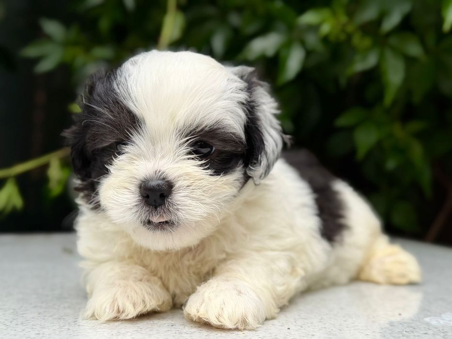 Mascul Shih Tzu, exemplar deosebit!