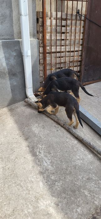 Сабака апчаркы күшик