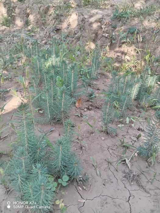 Арча эль Голубая