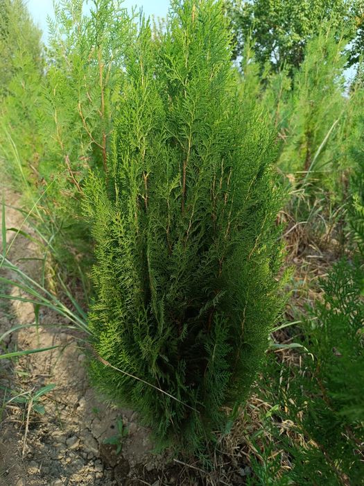 Продаются  ЕЛИ, Тополя