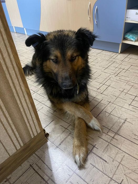 Отдам собаку в хорошие руки