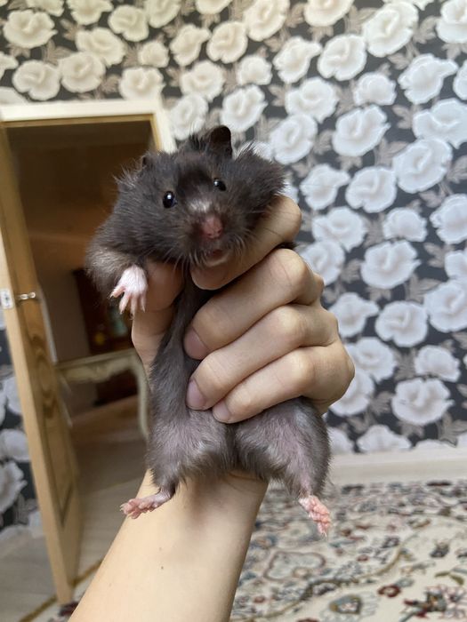 Хомяки сериский джунгарский