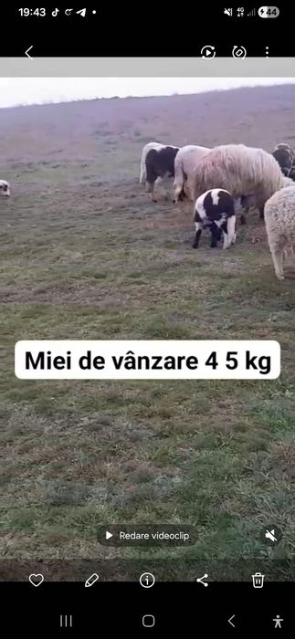 Vând 30 de oi cu miei lângă ele