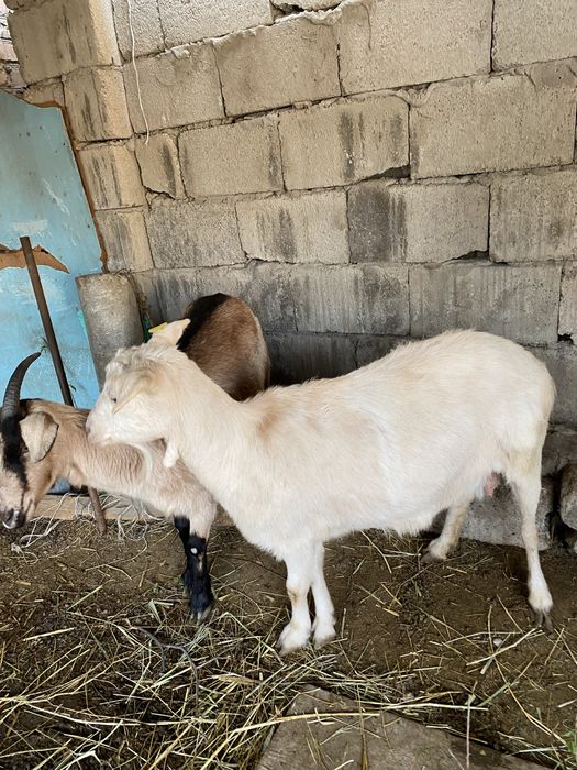 Парода ешкілер сатылады