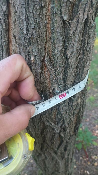 Vând pădure salcâm