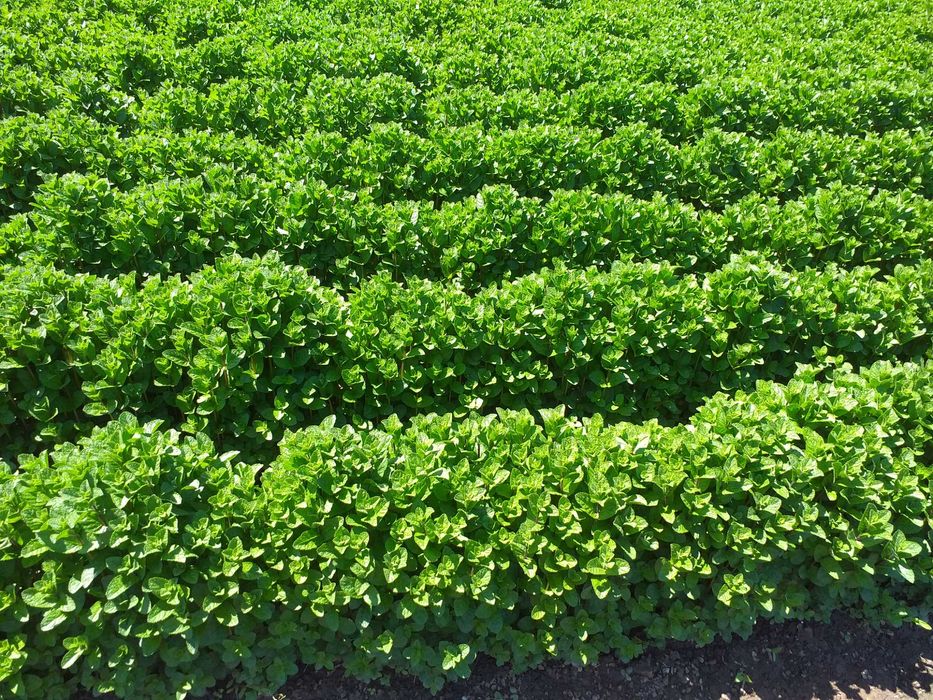 Menta olandeza fresh.