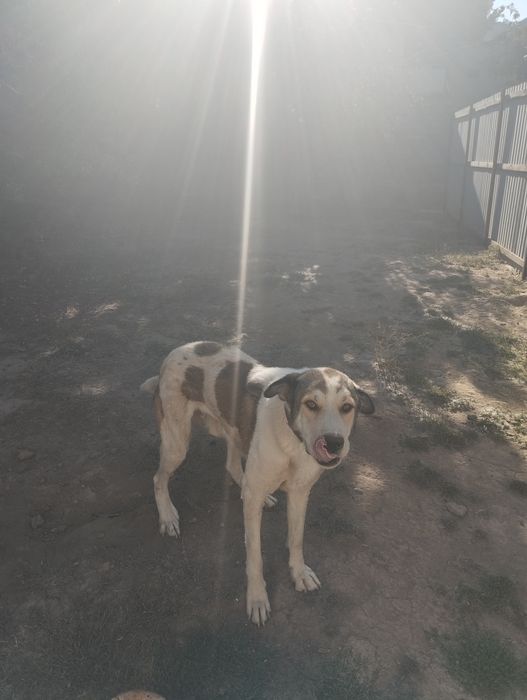 Ит бар алып кетсеңіздер болды