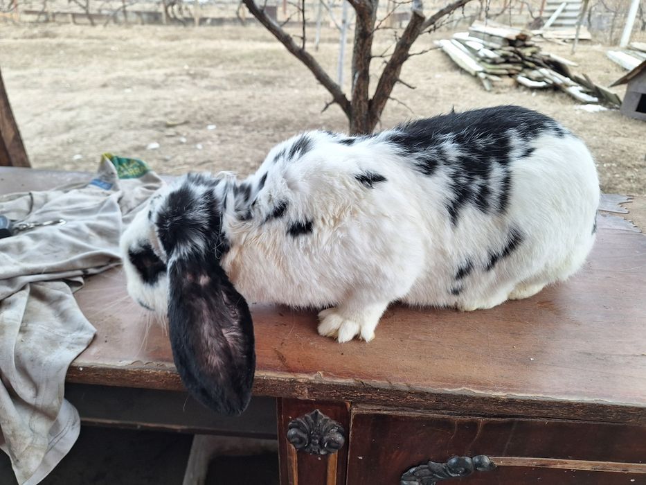 Iepure femela la 5.6 kg