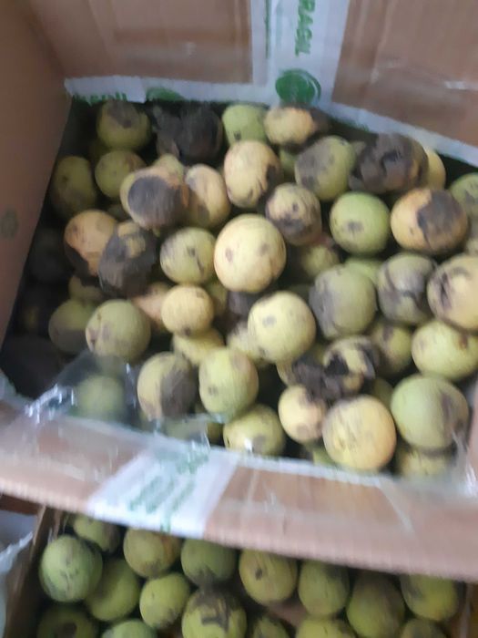 Vand nuci negre americane Juglans nigra recolta 2025 cu coaja verde