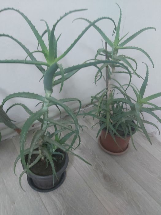 Продам алоэ лекарственный