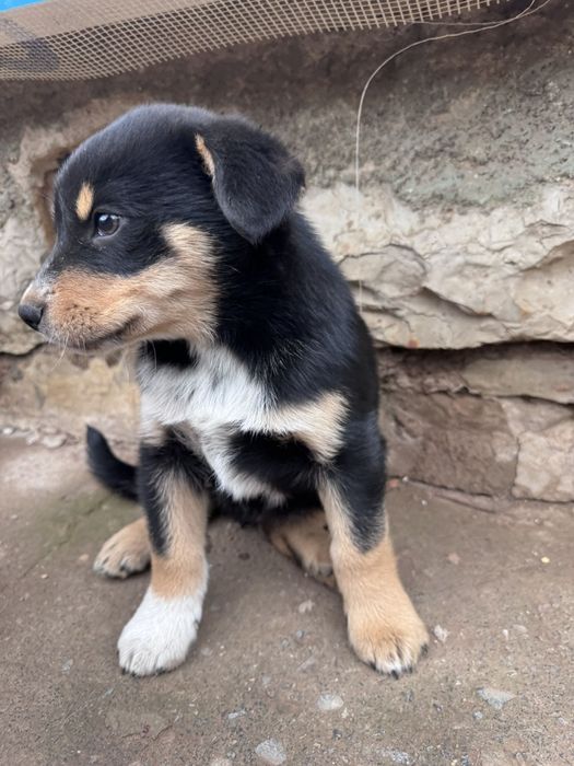 Кученца Рико и Рея