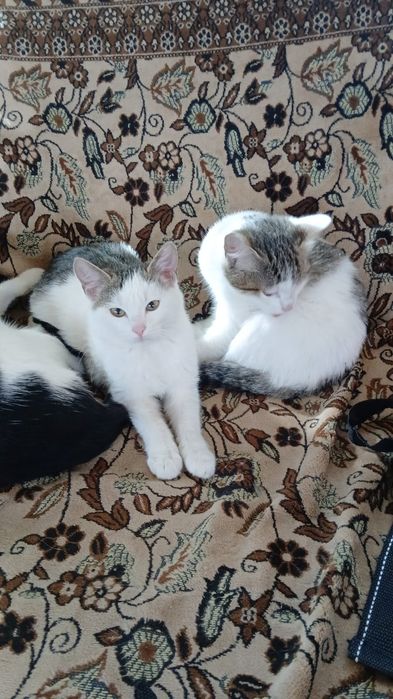 Котята ищут дом!