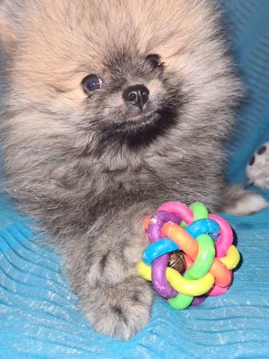 Померанский шпиц