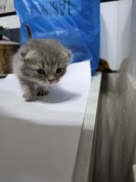 Котята Scottish Fold + British Chinchilla