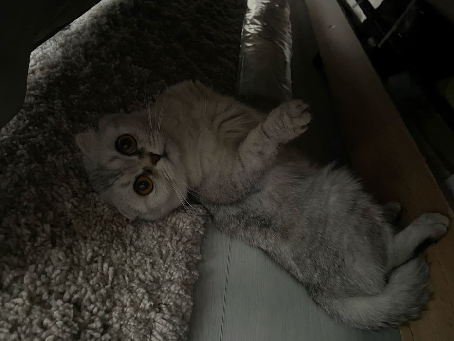 Продам шотландскую вислоухую кошку