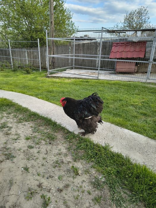 Vând cocos conchinchina urias