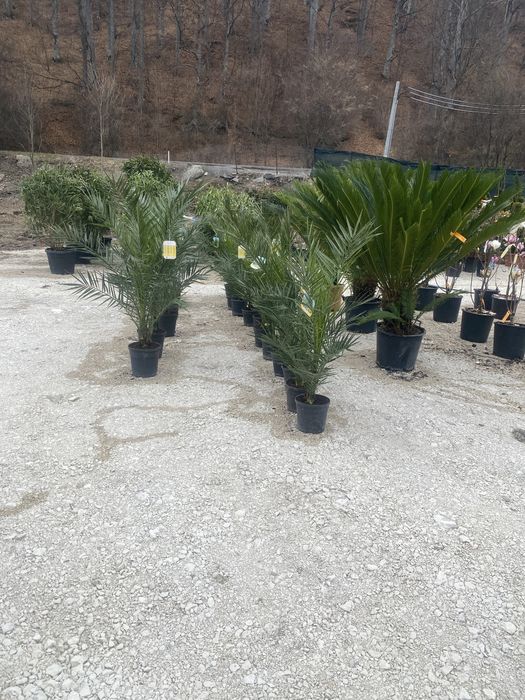 Fenix /yuca/cycas/plante