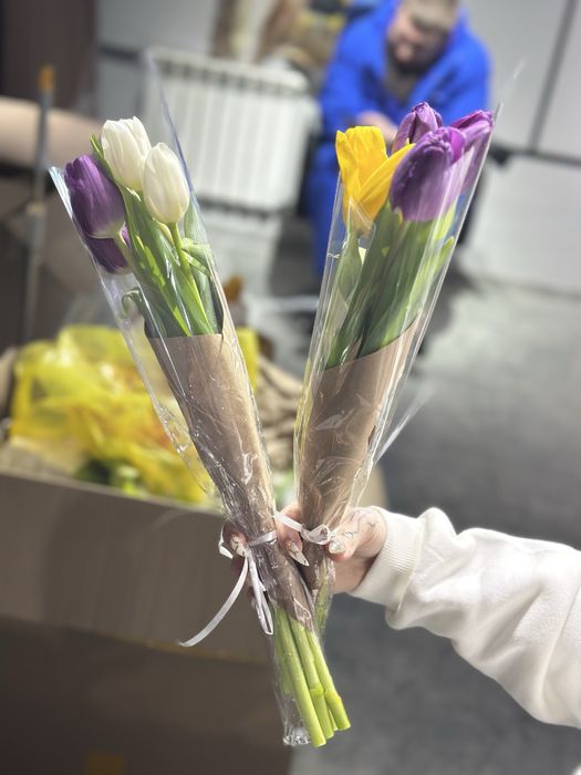 Тюльпаны голландские