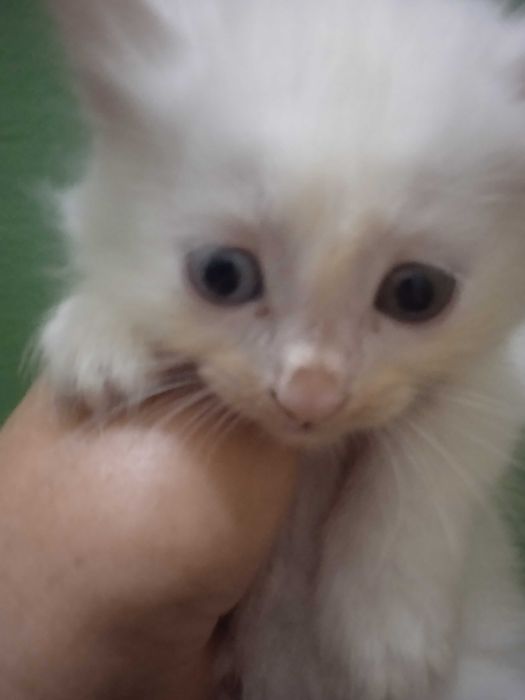 Разноглазый мальчик турецкой ангоры, 40 дней.