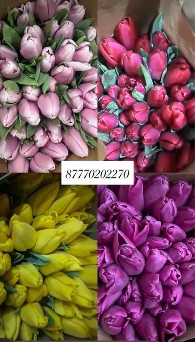 Продаеться тюльпаны