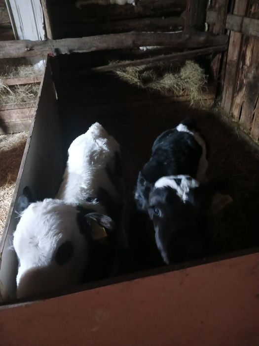 Продам телят 9голов