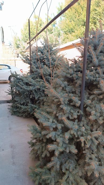 ГОЛУБАЯ ЕЛЬ - Продается Срочно!!!