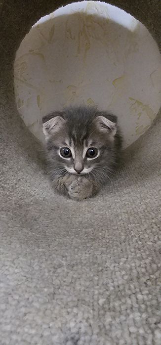 Вислоухий мальчик 1,5 мес. Ищет семью срочно