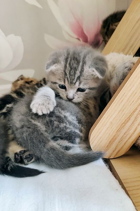 Бронь на вислоухий котяток!