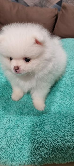 Девочка Шпиц Немецкий