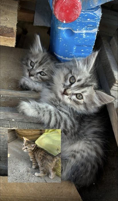 Отдам 4 котят крысоловы