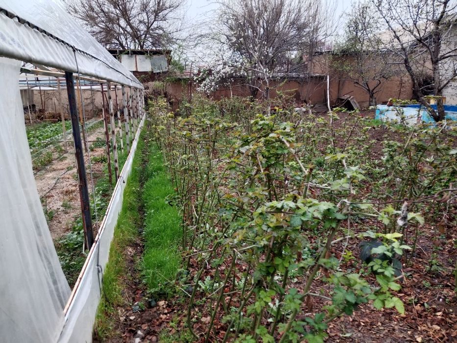 Ежевика кучатлари бор сотилади