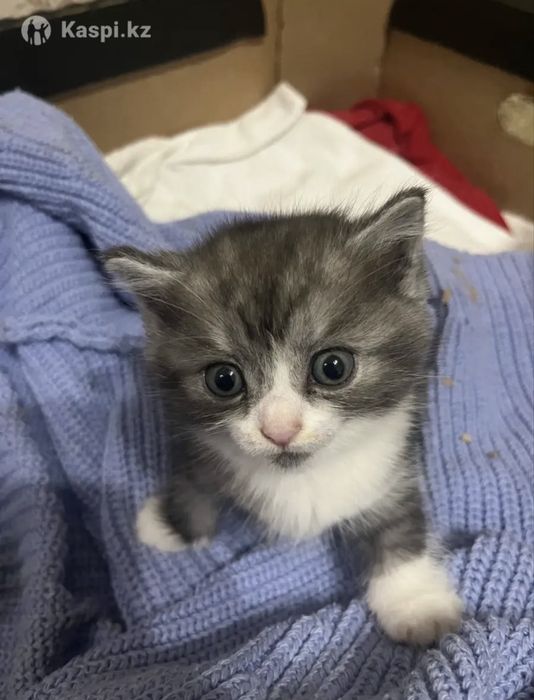 Шотландские котята бронь
