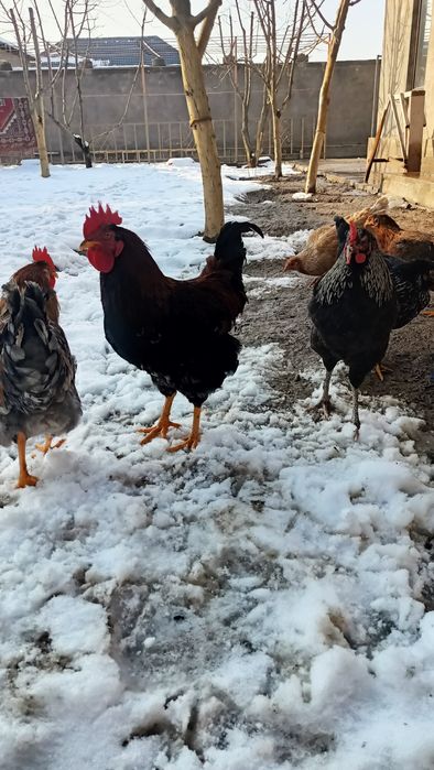 Қазақы брама аралас