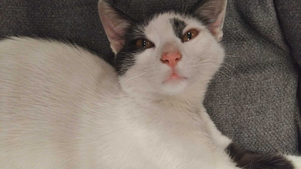 Коте Вегас търси дом