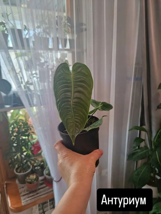 Продам  комнатные цветы