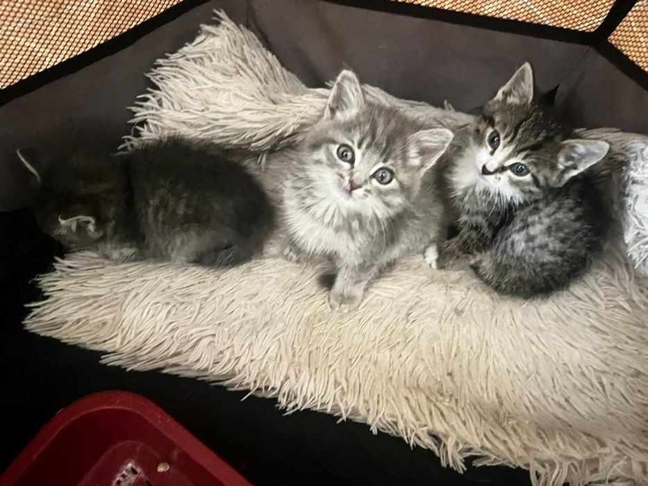 Отдаем котят в добрые руки