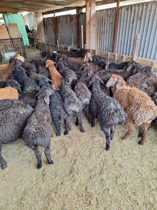 Бараны жирные хорошие