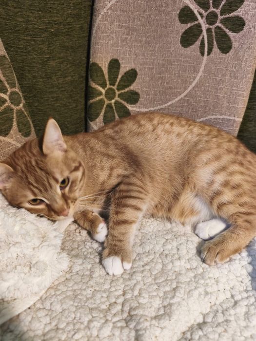 Подарявам котарак