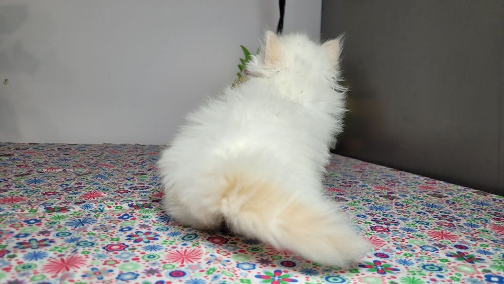 British Longhair red point  femela.