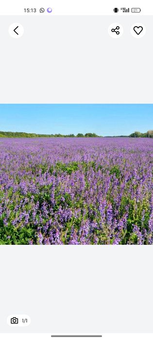 Суданка житняк эспарцет люцерна доник арпа бидай