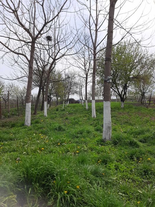 Lucernă de vânzare