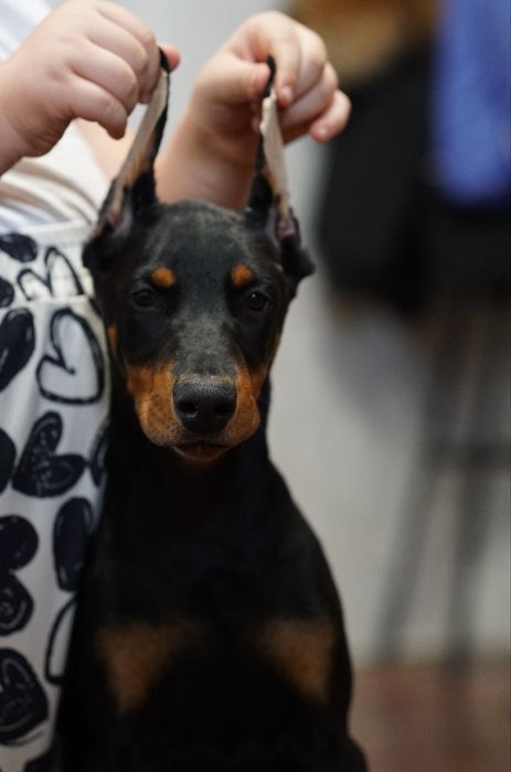 Щенки добермана